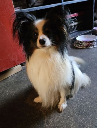 Papillon Rüde sucht seine aktive Familie