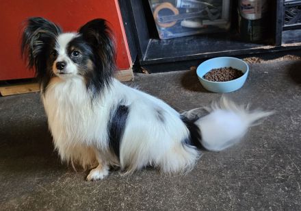Papillon Rüde sucht seine aktive Familie