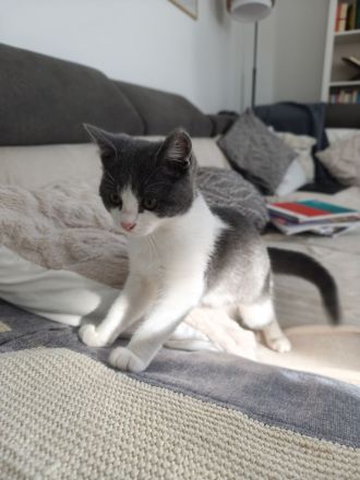 BKH Siam Mix Katze & Kater mit Impfpass