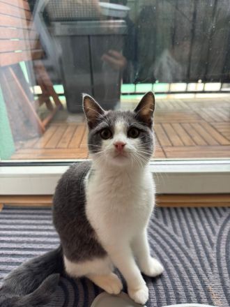 BKH Siam Mix Katze & Kater mit Impfpass