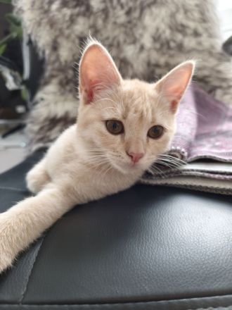 BKH Siam Mix Katze & Kater mit Impfpass