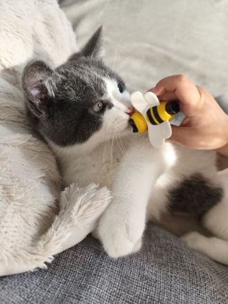 BKH Siam Mix Katze & Kater mit Impfpass