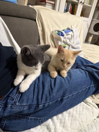 BKH Siam Mix Katze & Kater mit Impfpass