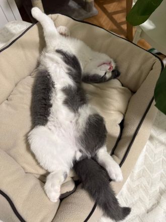 BKH Siam Mix Katze & Kater mit Impfpass