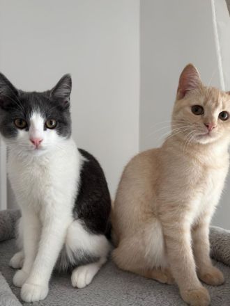 BKH Siam Mix Katze & Kater mit Impfpass