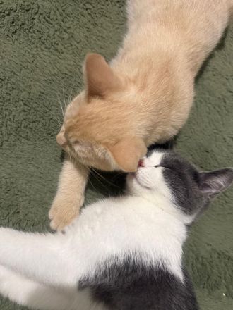 BKH Siam Mix Katze & Kater mit Impfpass