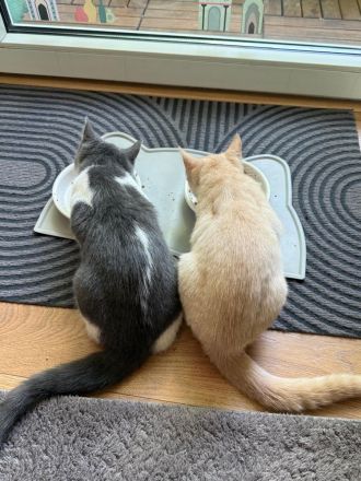 BKH Siam Mix Katze & Kater mit Impfpass