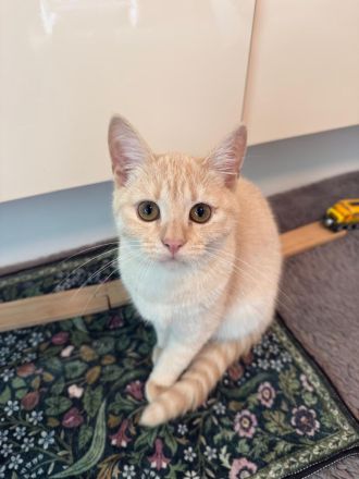 BKH Siam Mix Katze & Kater mit Impfpass