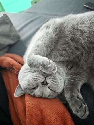 BKH KATZENDUO
