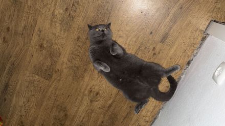 BKH KATZENDUO