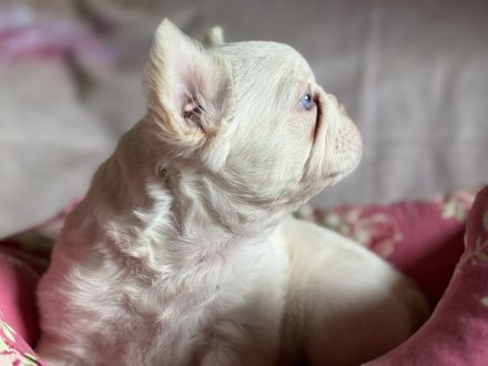 Exklusive Französische Bulldoggen Welpen in seltenen Farben