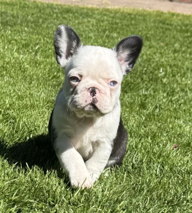 Französische Bulldogge