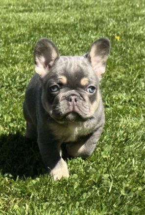 Französische Bulldogge