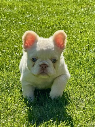 Französische Bulldogge