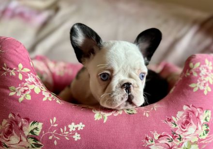 Exklusive Französische Bulldoggen Welpen in seltenen Farben