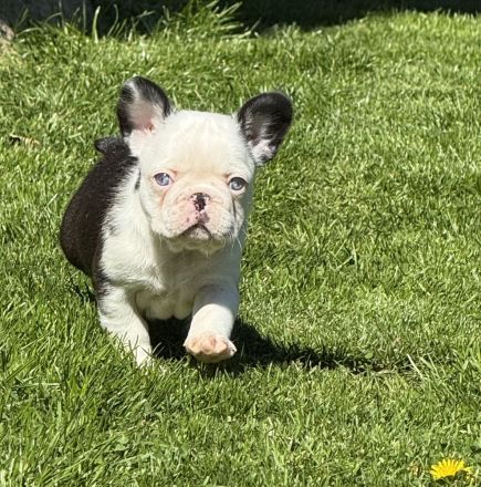 Französische Bulldogge