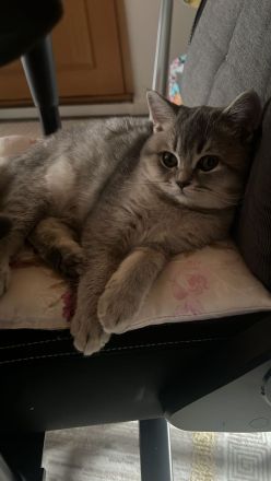 Bkh Rollige Katze sucht Kater in  Hessen