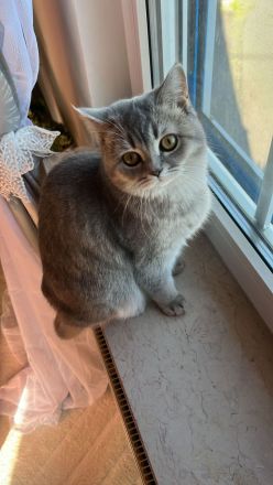 Bkh Rollige Katze sucht Kater in  Hessen