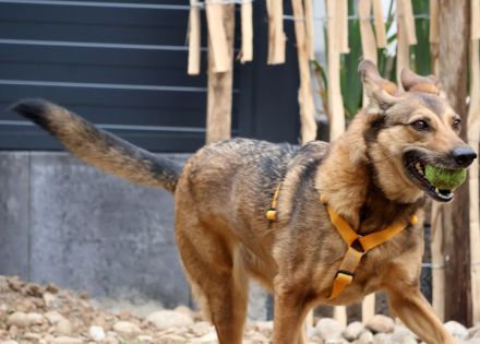 Loki