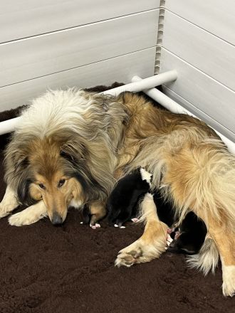 Colliewelpe aus langjähriger Hobbyzucht abzugeben!