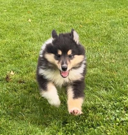 Colliewelpe aus langjähriger Hobbyzucht abzugeben!