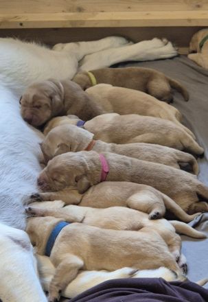 Reinrassige Labrador-Welpen mit Ahnentafel