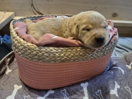 Reinrassige Labrador-Welpen mit Ahnentafel