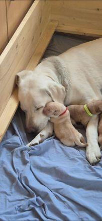 Reinrassige Labrador-Welpen mit Ahnentafel
