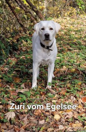 Reinrassige Labrador-Welpen mit Ahnentafel
