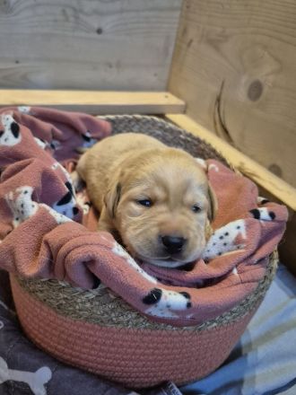 Reinrassige Labrador-Welpen mit Ahnentafel