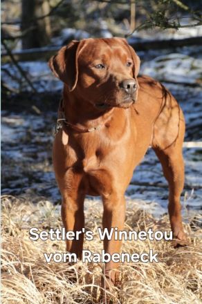 Reinrassige Labrador-Welpen mit Ahnentafel