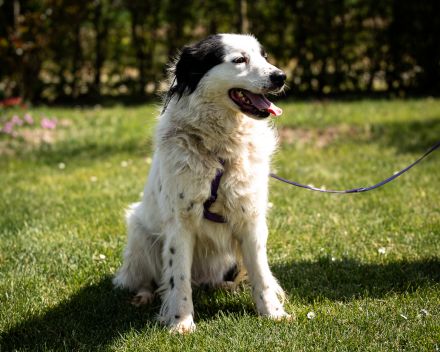 Skylina sanfte Seele auf der Suche nach ihrem Zuhause