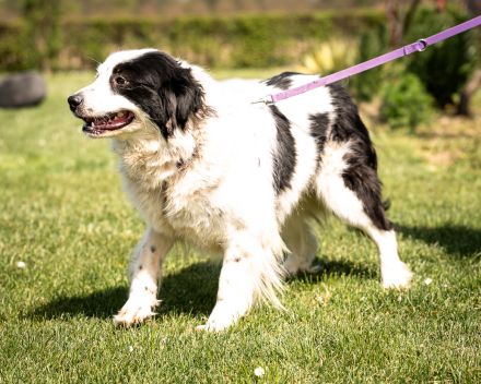 Skylina sanfte Seele auf der Suche nach ihrem Zuhause