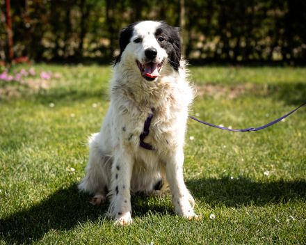 Skylina sanfte Seele auf der Suche nach ihrem Zuhause