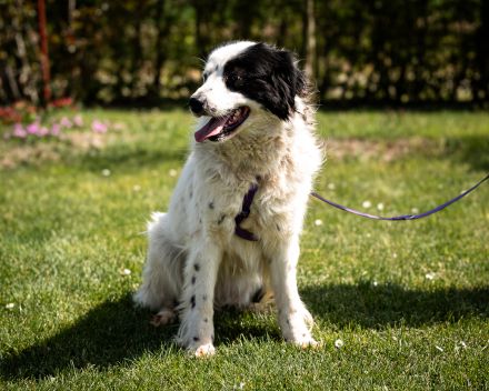 Skylina sanfte Seele auf der Suche nach ihrem Zuhause