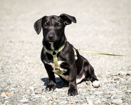 Mimba sucht sein Glück...