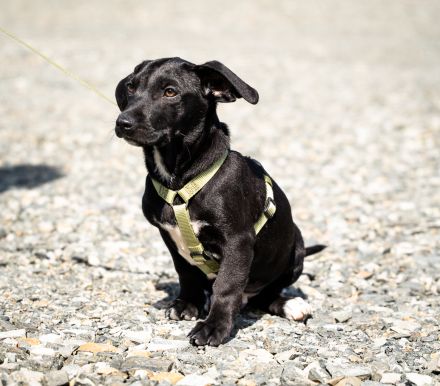 Mimba sucht sein Glück...
