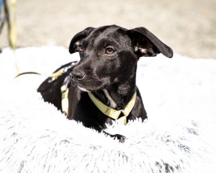 Mimba sucht sein Glück...