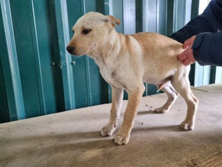 Parma, vorsichtiges, neugieriges Hundemädchen, das schnell die Welt kennenlernen möchte, 4M, 33cm