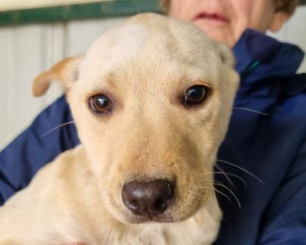 Parma, vorsichtiges, neugieriges Hundemädchen, das schnell die Welt kennenlernen möchte, 4M, 33cm