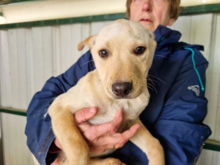 Parma, vorsichtiges, neugieriges Hundemädchen, das schnell die Welt kennenlernen möchte, 4M, 33cm