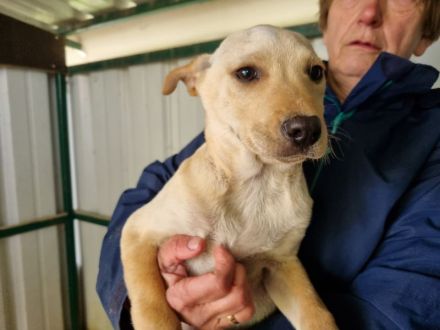 Parma, vorsichtiges, neugieriges Hundemädchen, das schnell die Welt kennenlernen möchte, 4M, 33cm