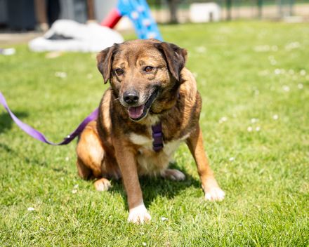 Unsere Taxina wünscht sich ein schönes Zuhause..