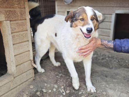 Peppino, fröhlicher, charmanter Rüde auf der Suche nach einem eigenen Zuhause, 3J, 50 cm