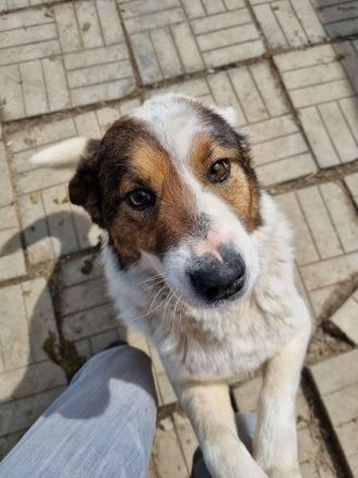 Peppino, fröhlicher, charmanter Rüde auf der Suche nach einem eigenen Zuhause, 3J, 50 cm