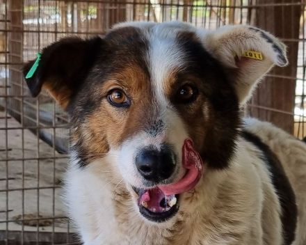 Peppino, fröhlicher, charmanter Rüde auf der Suche nach einem eigenen Zuhause, 3J, 50 cm