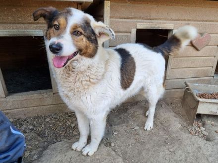 Peppino, fröhlicher, charmanter Rüde auf der Suche nach einem eigenen Zuhause, 3J, 50 cm