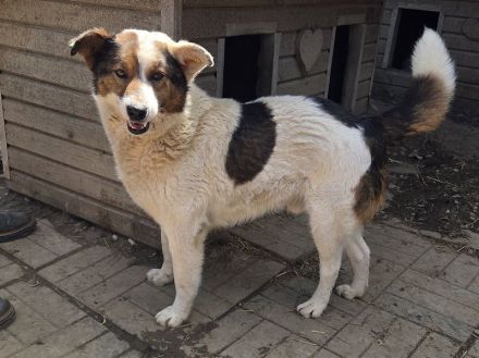 Peppino, fröhlicher, charmanter Rüde auf der Suche nach einem eigenen Zuhause, 3J, 50 cm