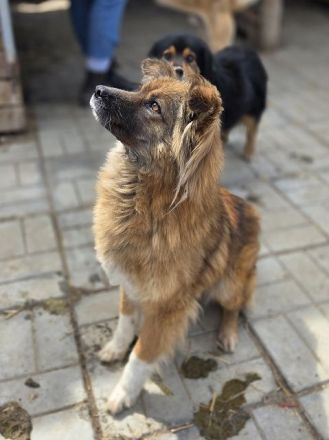 Raya, wer gibt dieser feinen, sensiblen jungen Hündin die Chance auf ein besseres Leben? 1J, 47cm