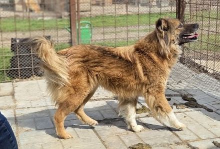 Raya, wer gibt dieser feinen, sensiblen jungen Hündin die Chance auf ein besseres Leben? 1J, 47cm